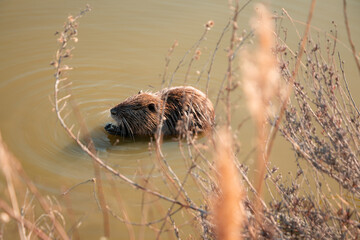A sunny day, a coypu eating in water in Camargue, Southern France.
