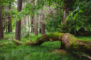 A fallen old mossy tree in the forest,