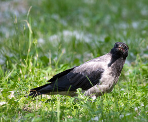 raven on the grass
