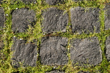 stone pavement with moss
