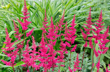 Astilbe rouge. C& 39 est une plante qui peut être plantée dans le jardin, sur un parterre de fleurs. Très souvent, une fleur devient le point culminant et le centre de l& 39 aménagement paysager. Les fleurs sont petites, de couleur rouge vif,