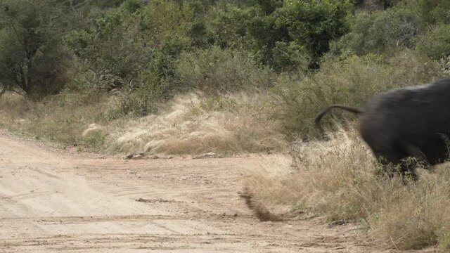 Herd of Buffalo running across the road in African bush.