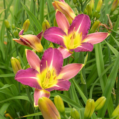 Two pink and yellow daylily flowers and buds