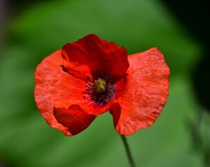 red poppy in the garden