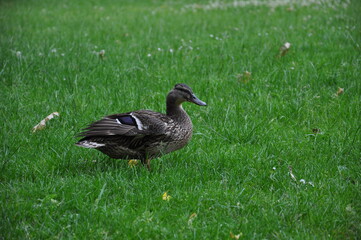 duck in the park