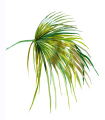 Fototapeta na wymiar Palm leaf watercolor isolated on white background botanical illustration for all prints.