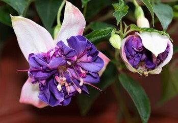 Deep purple fuchsias in bloom, in June, 2021.