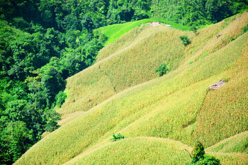 corn fields on the mountain