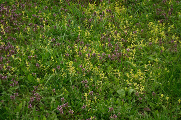 Background of a green lawn with small flowers, yellow and purple. Background, greens, vegetation, yellow, purple