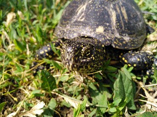 The European pond turtle - Emys Orbicularis, allso called commonly the European pond terrapin and European pond tortoise. Close up of head, eye and mouth. Balkan peninsula, Serbia