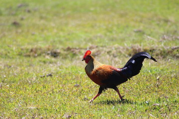 rooster in the grass