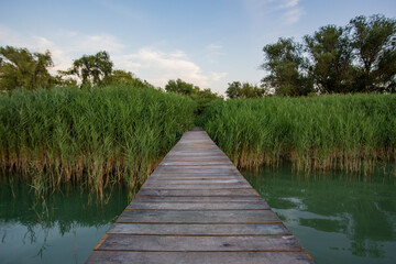 Narrow boat jetty between reeds. Narrow path from lake pier into green dense reeds with trees above the water. Pier footpath made of wood planks over a wetland between high green reeds