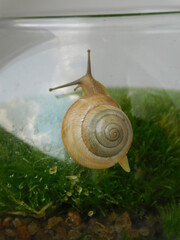 snail on green grass