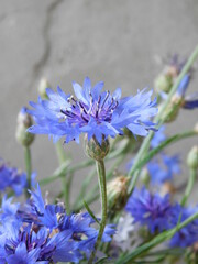 blue flowers in the garden