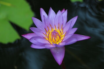 pink water lily