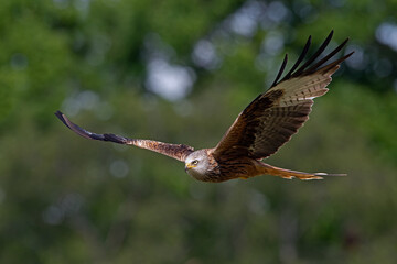 Red Kite (Milvus milvus) flying through woodland