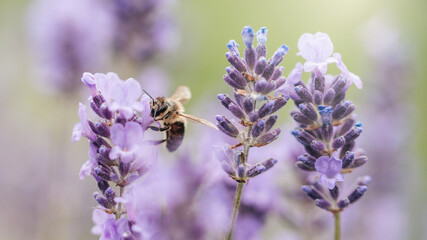 Pollination with bee and lavender with sunshine, sunny lavender.