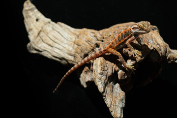 bearded dragon on ground with blur background