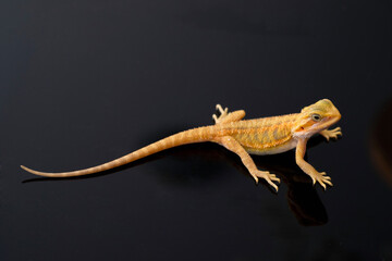 Naklejka premium bearded dragon on ground with blur background
