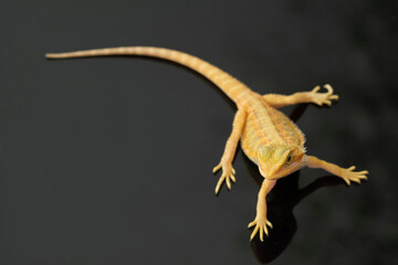 bearded dragon on ground with blur background