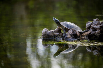 A painted turtle near a pond.