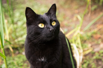 Naklejka na ściany i meble Beautiful black cat portrait with yellow eyes and attentive look looking up, in nature close up