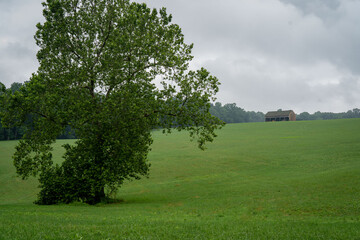 Lone Tree in Wide Open Field