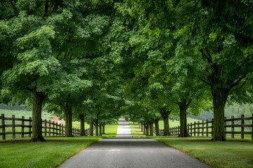 Road Lined with Trees