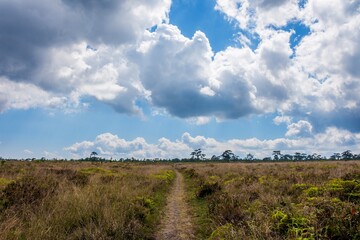 The landscape view of cloudy blure sky, high grass and middle trekking route. Taken in high contrast light with gradation filter effect.
