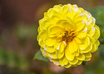 yellow Dahlia flower in the garden