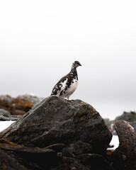 Ptarmigan spotted on one of Scotland's Munros.