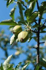 green (unripe) apple on tree in morning sunlight