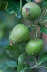 close up of green (unripe) apples on a tree