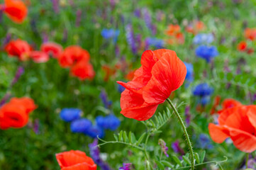 Obraz premium Fild of poppies