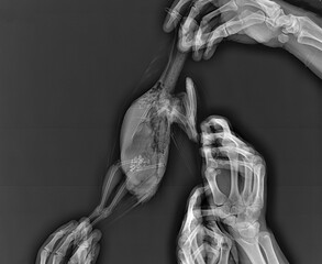 Bird x-ray, pigeon in vet hands, animal veterinary radiography