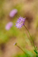 Macro de feu violette
