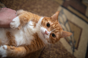 A frightened ginger cat with big eyes lies on its back on the carpet.
