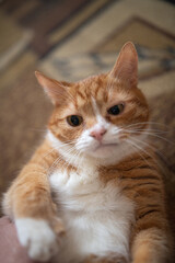 A frightened ginger cat with big eyes lies on its back on the carpet.