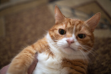 A frightened ginger cat with big eyes lies on its back on the carpet.