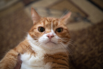 A frightened ginger cat with big eyes lies on its back on the carpet.