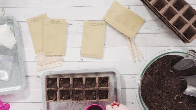 Flat lay. Little girl helping to plant herb seeds into small containers for a homeschool project.