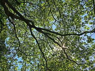 Treetops in the Park at Feldli Cemetery in Saint Gallen (Baumkronen im Park auf dem Friedhof Feldli in Sankt Gallen), St. Gallen - Switzerland (Schweiz)
