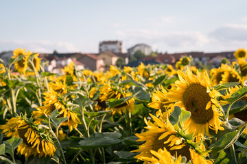 Sunflowers in Nasice