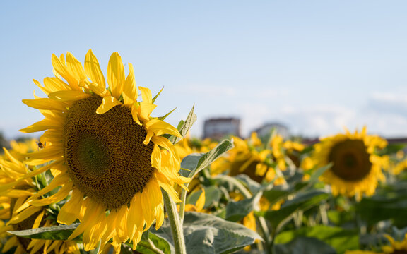 Sunflowers in Nasice