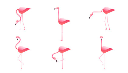 Set of pink flamingo bird character in different position isolated on white background. Vector illustration of tropical birds