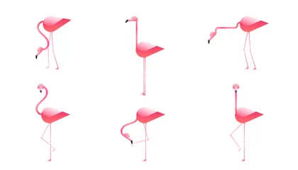 Foto auf Acrylglas Flamingo Satz rosafarbener Flamingovogelcharakter in der unterschiedlichen Position lokalisiert auf weißem Hintergrund. Vektorillustration tropischer Vögel