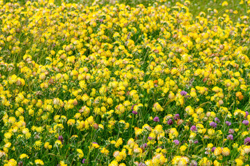 field of yellow flowers