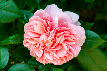 Obraz premium pink rose flower