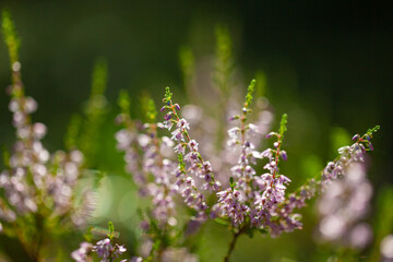 Blooming wild purple common heather Calluna vulgaris. Nature floral blossom flowers background