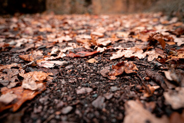 Red and orange autumn leafs in the woods
